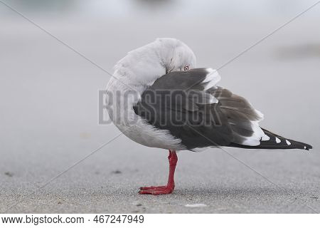 Dolphin Gull (leucophaeus Scoresbii) On The Coast Of Sea Lion Island In The Falkland Islands