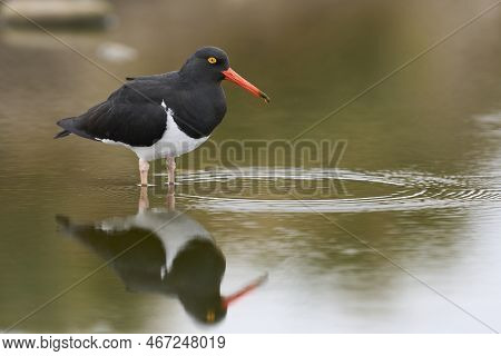 Magellanic Oystercatcher (haematopus Leucopodus) Searching For Food In A Shallow Pool On Sea Lion Is