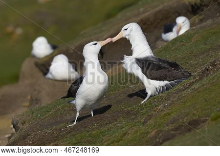 Pair Of Black-browed Albatross (thalassarche Melanophrys) Courting On The Cliffs Of Saunders Island 