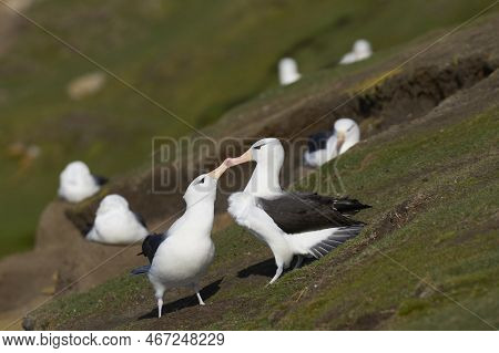 Pair Of Black-browed Albatross (thalassarche Melanophrys) Courting On The Cliffs Of Saunders Island 