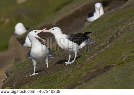 Pair Of Black-browed Albatross (thalassarche Melanophrys) Courting On The Cliffs Of Saunders Island 