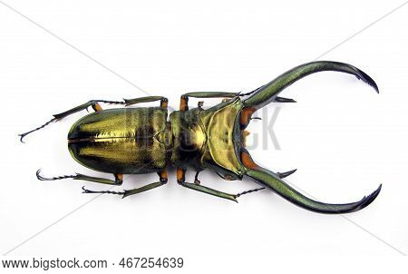 Stag Beetle Isolated On White. Cyclommatus Elaphus With Long Mandibulas Macro Close Up, Lucanidae, C