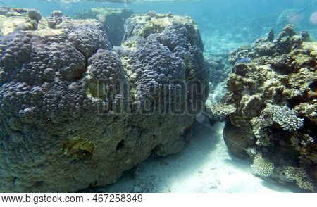 View Of The Coral Reef
