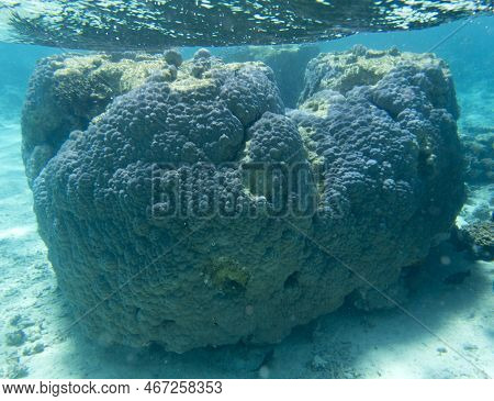View Of The Coral Reef