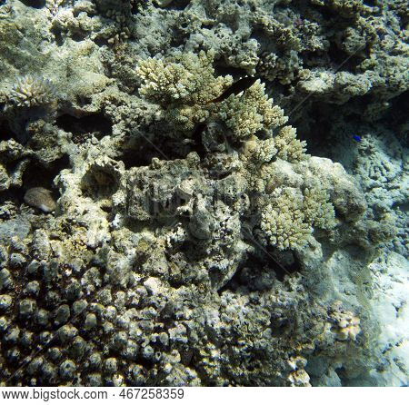 View Of The Coral Reef