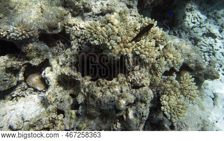 View Of The Coral Reef