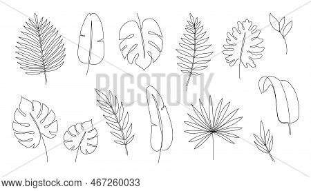 Outline Tropic Palm Leaf Set. One Continuous Line Art Tropic Tree Leaves. Editable Stroke Monstera, 