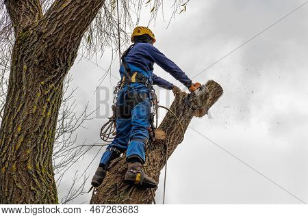 Professional Standing And Cutting, Arborist Pruning, Removing A Log Safely. Tree Surgeon Working Usi