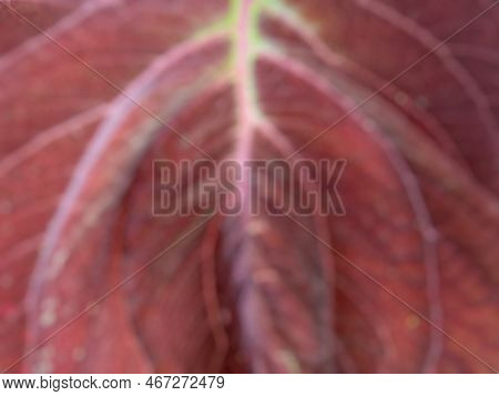 Blur Or Defocused Of Coleus Texture With Beautiful Red Leaves