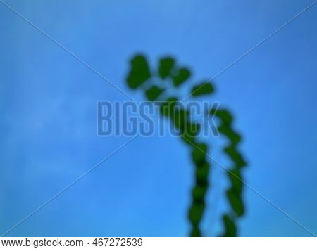 Blur Or Defocused Silhouette Of Adiantum Or Maidenhair Fern With Beautiful Sky Background