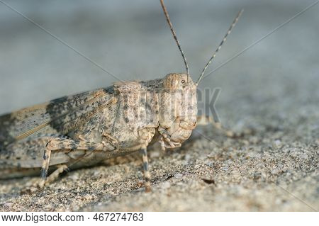 Natural Close Up Of A Mediterranea, Grey Colored Blue Winged Locust, Sphingonotus Caerulans