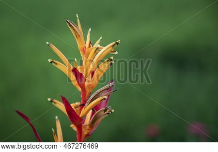 Heliconia Psittacorum (parrot Heliconia), The Tropical Flower Used As Cut Flowers, Potted Plants, An