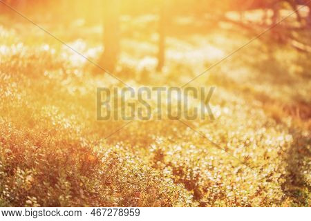 Forest Bushes On Bright Sunny Autumn Day. Forest Bushes Bathed In Sun. Copy Space, Copy-space. Merry