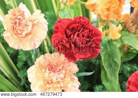 Blooming Colorful Carnation,clove Pink Flowers,close-up Of Beautiful Red And Orange Carnation Flower