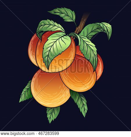 Cartoon Nectarines Branch. Orchard Peach Fruitbranch Botanical Drawn Vector Illustration, Hanging Or
