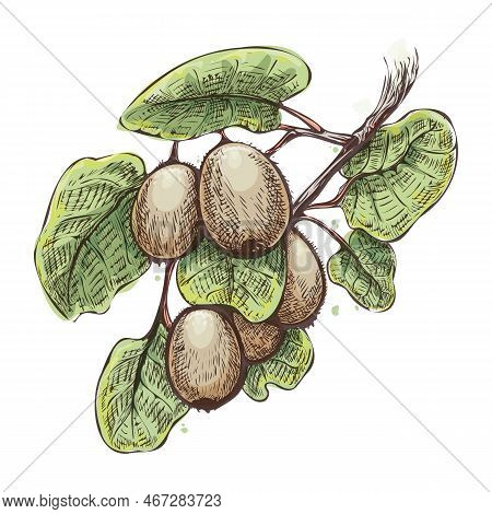 Kiwies On Branch Watercolor Sketch. Kiwi Fruits With Leaves Colour Drawing, Kiwifruit Dessert Stocks