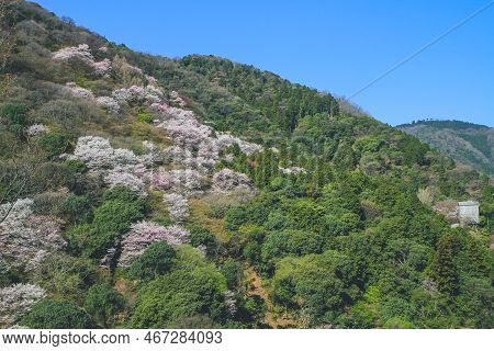 Cherry Blossoms On Mount Arashi In The Arashiyama Area Of Kyoto, Japan 12 April 2012