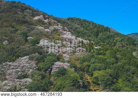 Cherry Blossoms On Mount Arashi In The Arashiyama Area Of Kyoto, Japan 12 April 2012