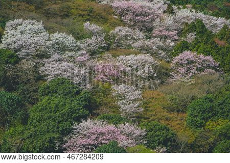 Cherry Blossoms On Mount Arashi In The Arashiyama Area Of Kyoto, Japan 12 April 2012