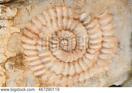 Ammonite Prehistoric Fossil On The Surface Of The Stone