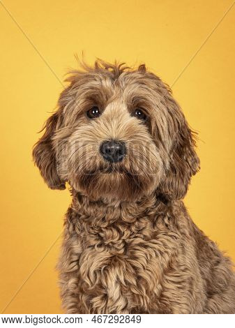 Portrait Orientation Head Shot Of Sweet Brond Cobberdog Aka Labradoodle Dog, Sitting Up Facing Front