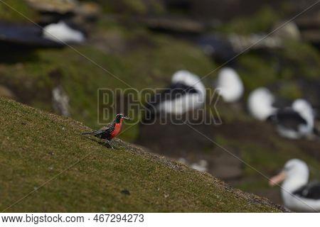 Long-tailed Meadowlark (sturnella Loyca Falklandica) Feeding On Worms On The Grassland Of Saunders I