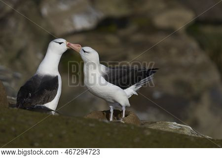 Pair Of Black-browed Albatross (thalassarche Melanophrys) Courting On The Cliffs Of Saunders Island 