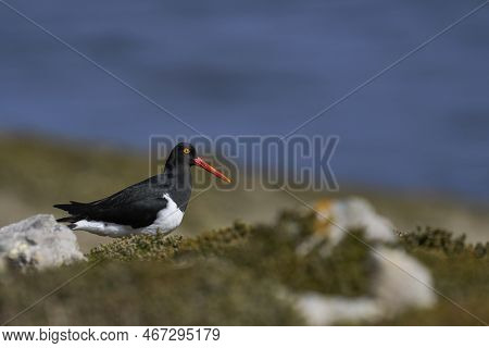 Magellanic Oystercatcher (haematopus Leucopodus) On The Coast Of Carcass Island In The Falkland Isla