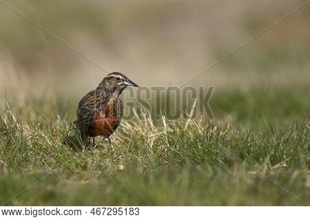 Long-tailed Meadowlark (sturnella Loyca Falklandica) Feeding On Worms On The Grassland Of Carcass Is