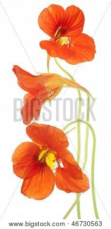 Nasturtium