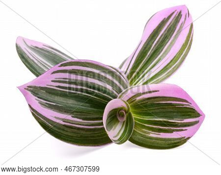 Tradescantia  Nanouk Isolated On A White Background