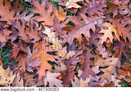 Calm Fall Season. Maple Leaves On Sunny Beautiful Nature Autumn Background. Horizontal Autumn Banner