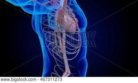 Human Heart Circulatory System Anatomy For Medical Concept 3D Rendering
