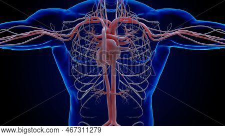 Human Heart Circulatory System Anatomy For Medical Concept 3D Rendering