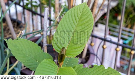Kratom Is Scientifically Known As Mitragyna Speciosa (korth.) Havil.   Kratom A Drug From Plant To A