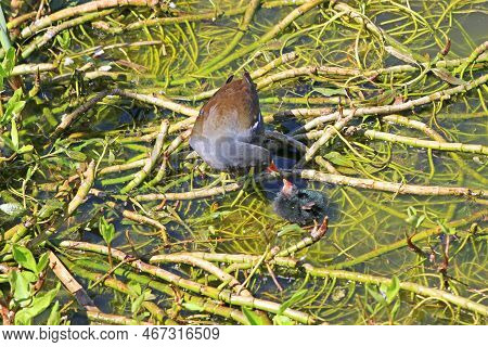 Moorhen With Her Chicks Standing On Waterweed