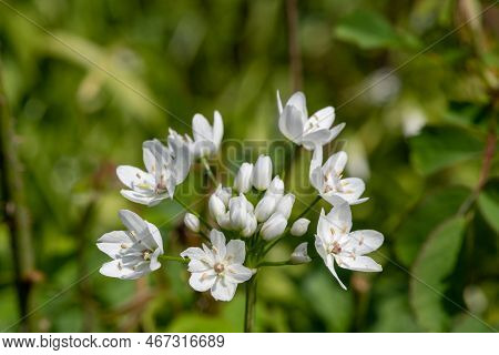 White Garlic (allium Neapolitanum) Flowers