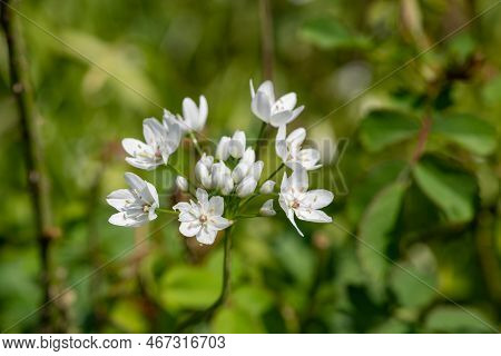White Garlic (allium Neapolitanum) Flowers