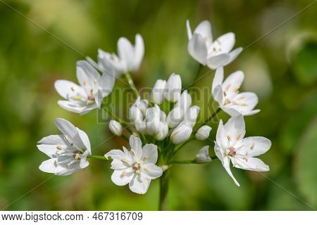 White Garlic (allium Neapolitanum) Flowers