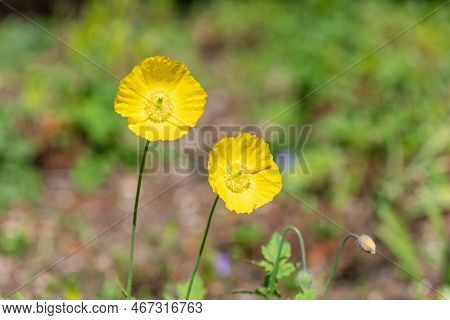 Welsh Poppy (papaver Cambricum) Flowers