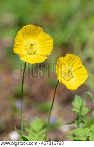 Welsh Poppy (papaver Cambricum) Flowers