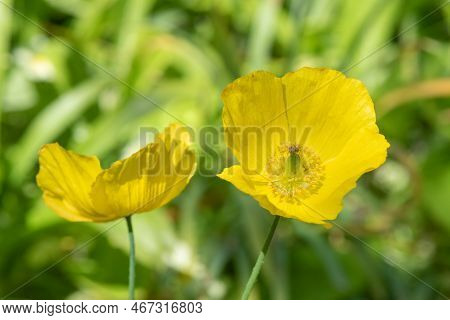 Welsh Poppy (papaver Cambricum) Flowers