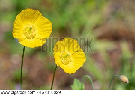Welsh Poppy (papaver Cambricum) Flowers