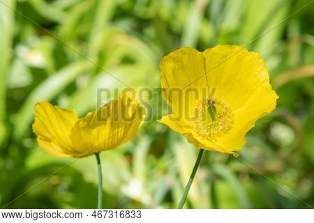 Welsh Poppy (papaver Cambricum) Flowers