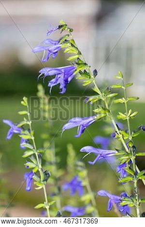 Salvia Amistad Flowers