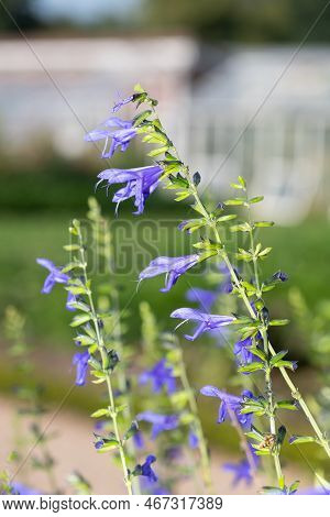 Salvia Amistad Flowers