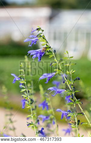 Salvia Amistad Flowers