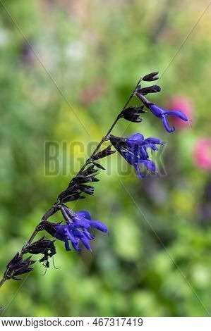 Salvia Amistad Flowers