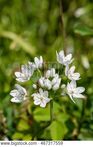 Close Up Of Neapolitan Garlic (allium Neapolitanum) Flowers In Bloom