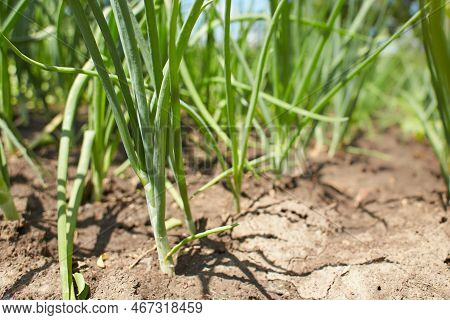 Green Onions Growing In The Garden. Plantation In The Vegetable Garden. Cultivated Vegetables Growin